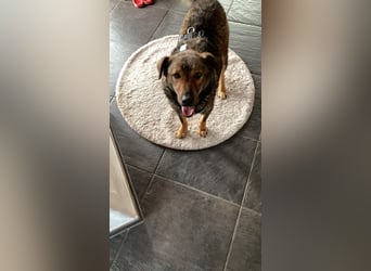 XORO, charmanter Goldschatz, 1,5 Jahre, 50 cm, Mischling, Tierschutz, Pflegestelle Hennef