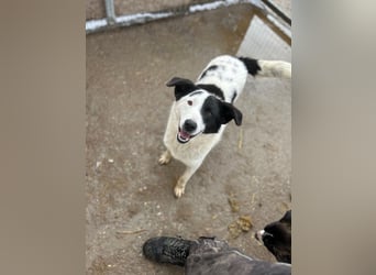 ⭐️SNOOPY⭐️, Spaßvogel und Spielkamerad, Rüde, 1 Jahr, 46cm, Mischling, Tierschutz