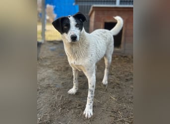⭐️SNOW⭐️, Herzensbrecher, Rüde, 1 Jahr, 46cm, Mischling, Tierschutz