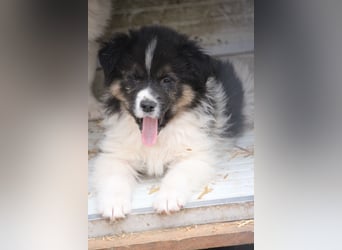 SARINA, Schmuse-Welpin, 3 Monate, 28 cm, Mischlingsmädchen, Tierschutz Rumänien