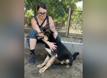 Kerubin, toller Hundemann