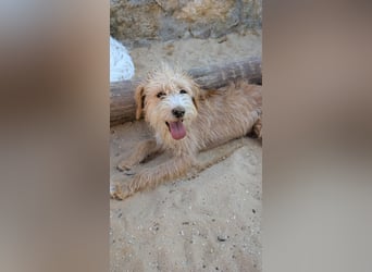 Zauberhafte Fritzi wartet auf unserem Tierschutzhof in Portugal!
