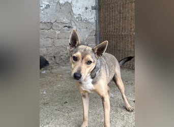 ⭐️ORFI⭐️, reizender Hundejunge, 2 Jahre, 42 cm, Mischling, Tierschutz Rumänien