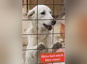 LOLA 2 vermisst ihre Schwester so sehr und möchte Rumänien ganz schnell verlassen