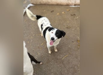 ⭐️SNOOPY⭐️, Spaßvogel und Spielkamerad, Rüde, 1 Jahr, 46cm, Mischling, Tierschutz