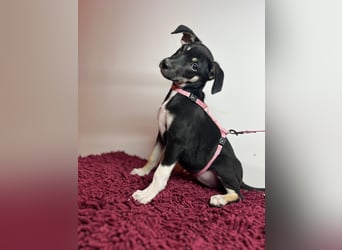 Cora sucht ihr kleines Glück