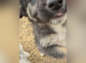 SALVA, kleine Entdeckerin, 3 Monate, 28 cm, Mischlingsmädchen, Tierschutz Rumänien