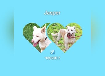 Rüde Jasper, ein Bub in den besten Jahren , möchte Rumänien verlassen