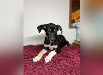 Cora sucht ihr kleines Glück