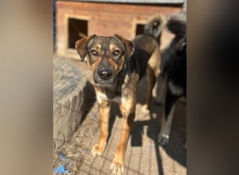 ⭐️EPPO⭐️, Rüde, 1 Jahr, 50 cm, Mischling, Tierschutz