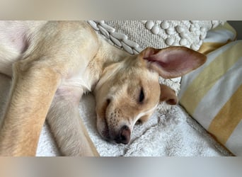 IBIZA, neugieriger Welpe, 3 Monate, 32 cm, Mischling, Tierschutz, Pflegestelle Bonn