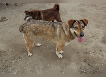 Hündin Bernstein stellt sich vor