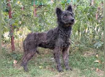 Bezaubernde Zelmira sucht ihr Glück