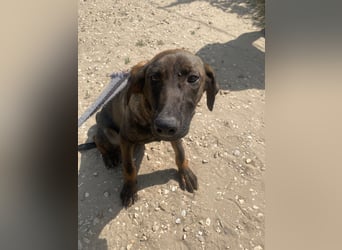 Valentino sucht sein Glück