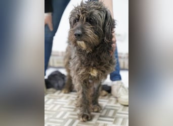 SPARTACUS, wunderbarer Wuschel, Rüde, 9 Monate, 46 cm, Mischling, Tierschutz Rumänien
