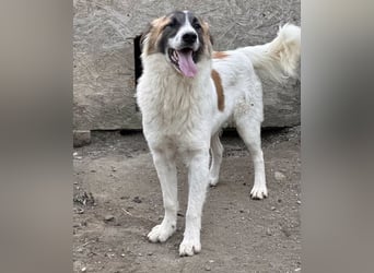 ⭐️JAMY⭐️, Herzblatt, Rüde, 2 Jahre, 46 cm, Mischling, Tierschutz Rumänien