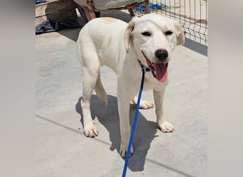 Labrador Mix Bruce möchte Rumänien schnell verlassen