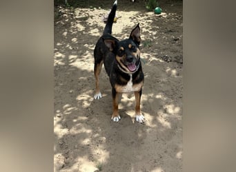 Hugi sucht einen Wegbegleiter