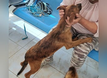 Clara sucht ihr Für immer Zuhause