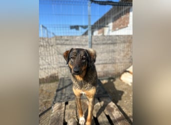 AMY, liebes Leckermäulchen, 2 Jahre, 45 cm, Mischling, Tierschutz Rumänien