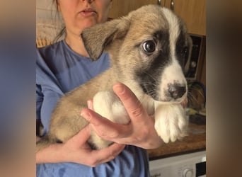 Welpenjunge 273741 möchte gerne zu DIR reisen