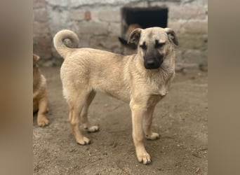 ⭐️Phillis⭐️, aufgeweckte Welpenmaus, Hündin, 8 Monate, 39 cm, Mischling, Tierschutz Rumänien