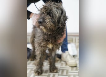 SPARTACUS, wunderbarer Wuschel, Rüde, 9 Monate, 46 cm, Mischling, Tierschutz Rumänien