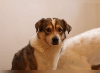 ⭐️TIMENTES⭐️, ganz charmante Hündin, 6 Jahre, 48 cm, Mischling, Tierschutz