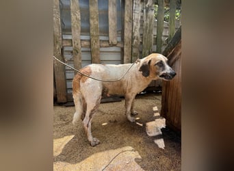 Bounty sucht ein zu Hause