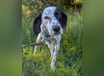 Zauberhafte Dotti wartet auf unserem Tierschutzhof in Portugal auf dich!