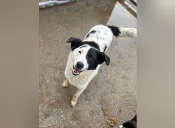 ⭐️SNOOPY⭐️, Spaßvogel und Spielkamerad, Rüde, 1 Jahr, 46cm, Mischling, Tierschutz