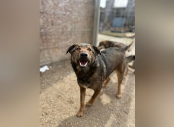 XORO, charmanter Goldschatz, 1,5 Jahre, 50 cm, Mischling, Tierschutz, Pflegestelle Hennef