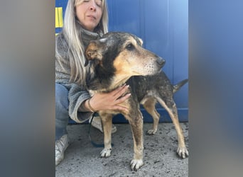 Akela sucht einen Gnadenplatz
