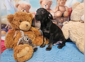 Frederico sucht einen Sportpartner