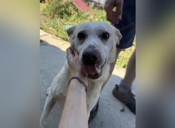 Pepe sucht großes Glück