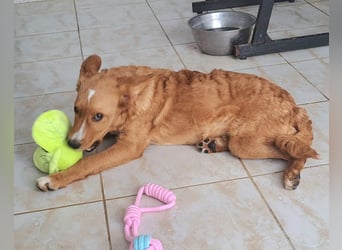 Junghund Zorel sucht sein Glück auf vier Pfoten