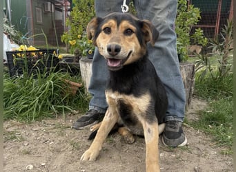 Kerubin, toller Hundemann