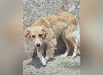 ⭐️SUNSHINE⭐️, Hündin, 2,5 Jahre, 42 cm, Mischling, Tierschutz