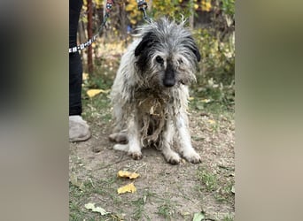 Vileda - dringend Gnadenplatz gesucht!!