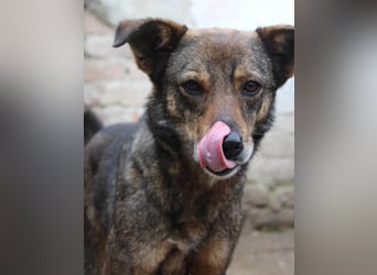 ⭐️FIONA⭐️, Hündin, 4,5 Jahre, 44 cm, Mischling, Tierschutz