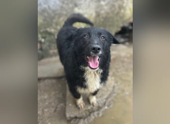 ⭐️GISELLA⭐️, Hündin, 8 Monate, 43 cm, Mischling, Tierschutz