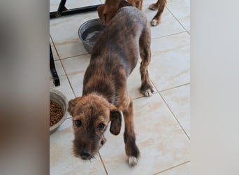 Clara sucht ihr Für immer Zuhause
