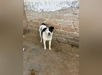 ⭐️SNOOPY⭐️, Spaßvogel und Spielkamerad, Rüde, 1 Jahr, 46cm, Mischling, Tierschutz