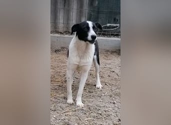 ⭐️PANDA⭐️, Rüde, 4 Jahre, 45 cm, Mischling, Tierschutz Rumänien
