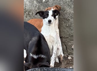 ⭐️SNOW⭐️, Herzensbrecher, Rüde, 1 Jahr, 46cm, Mischling, Tierschutz