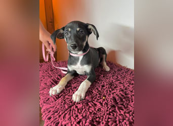 Cora sucht ihr kleines Glück