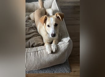 NURIAN, schüchterner Mischlingsjunge, 8 Monate, 45 cm, Pflegestelle 51503, Tierschutz Rumänien