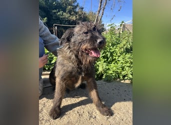 Szálka, zauberhafter junger Rüde