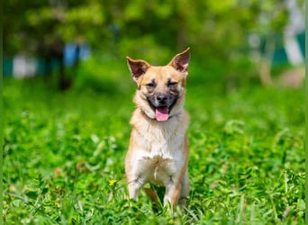 Schüchterner Punsch sucht seine Familie