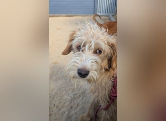 Zauberhafte Fritzi wartet auf unserem Tierschutzhof in Portugal!